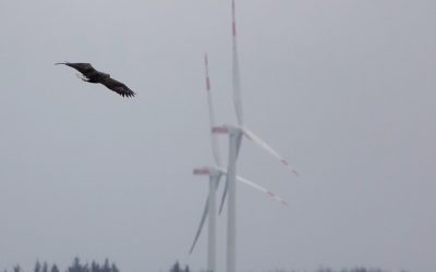 Verhindern Adler und Rotmilan die Windkraft in Rieseby?